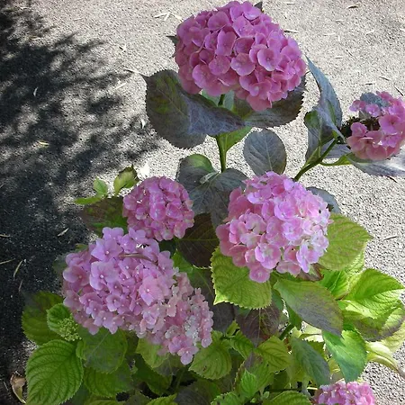 B&B Da Pio Pietrasanta
