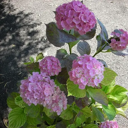 Da Pio Pietrasanta