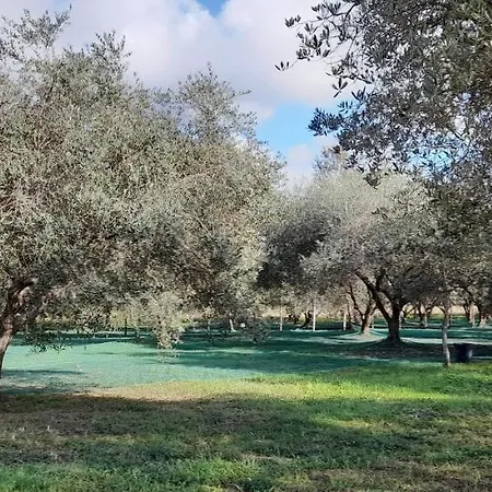 Da Pio