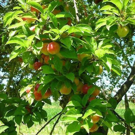 Bed and Breakfast Da Pio Pietrasanta