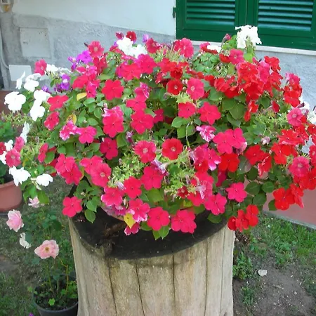 Da Pio