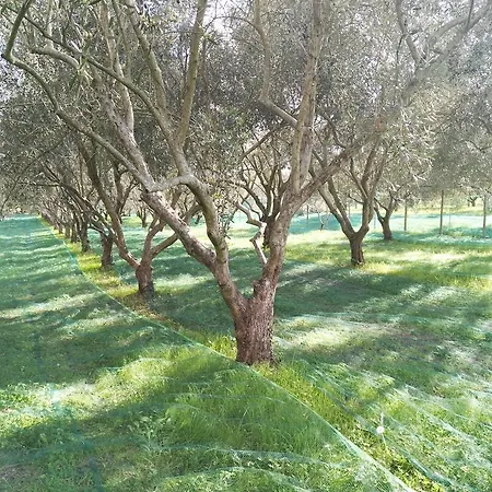 Da Pio