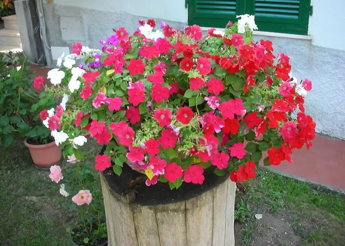 Da Pio