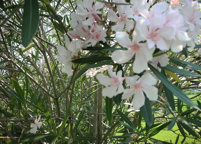 Da Pio Oda ve Kahvaltı 4*