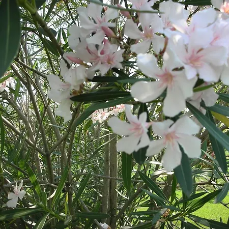 Da Pio ベッド・アンド・ブレックファスト 4*