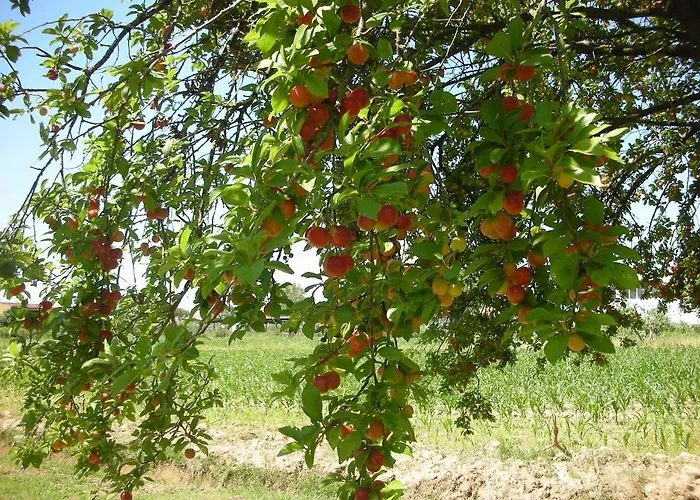 Da Pio פיאטרה סנטה